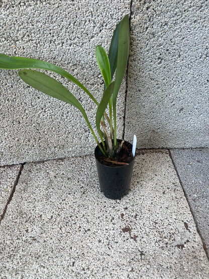 Masdevallia coccinea f. harryana ‘Colombian Queen’
