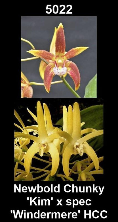 Dendrobium Newbold Chunky 'Kim' × speciosum 'Windermere' HCC parent plants showing contrasting flower forms — photographs show parent plants