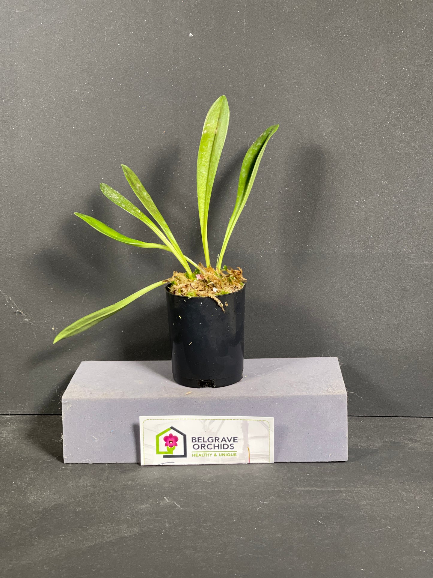 Masdevallia Hugh Rogers 'Stripes'