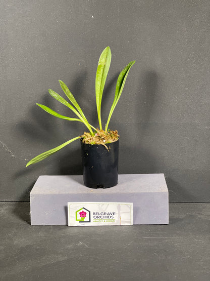 Masdevallia Hugh Rogers 'Stripes'