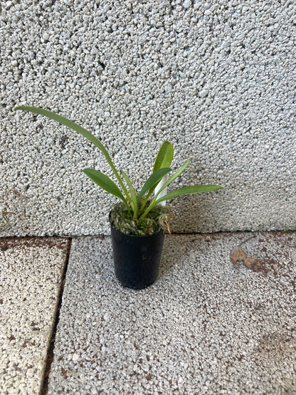 Masdevallia paivaeana