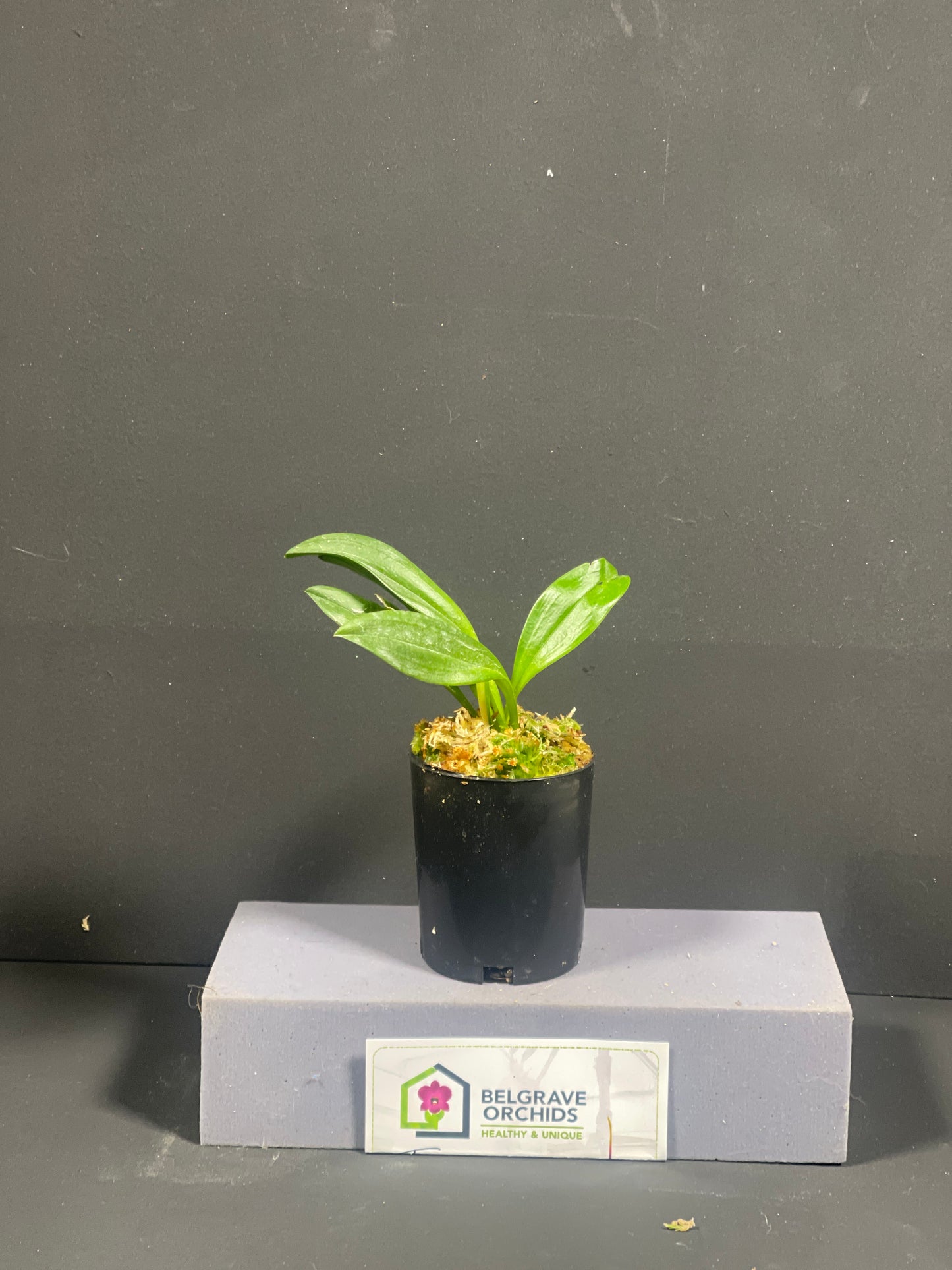 Masdevallia Galaxy 'Sundrop' × Bellisimo 'Stripes' plant showing compact upright foliage in cultivation