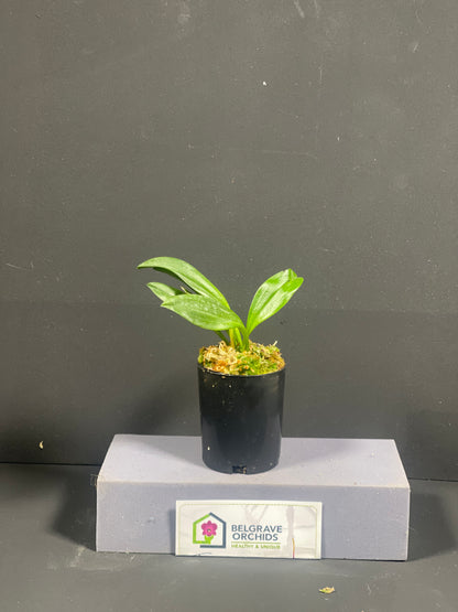 Masdevallia Galaxy 'Sundrop' × Bellisimo 'Stripes' plant showing compact upright foliage in cultivation