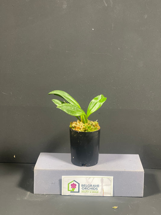 Masdevallia Galaxy 'Sundrop' × Bellisimo 'Stripes'