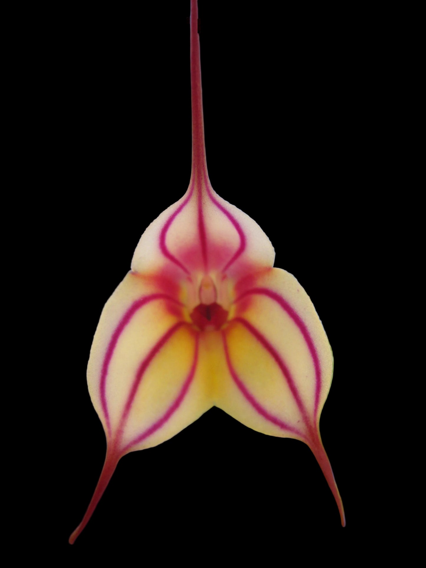 Masdevallia Pichincha 'Eruption' HCC/OSCOV