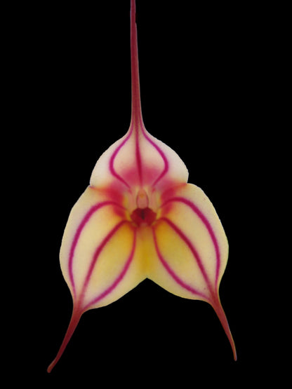 Masdevallia Pichincha 'Eruption' HCC/OSCOV