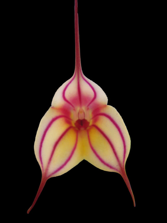 Masdevallia Pichincha 'Eruption' HCC/OSCOV