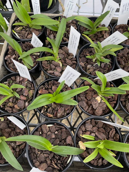 Sarcochilus hartmannii 'SS 1' × 'SS 2' seedling in 80mm pot