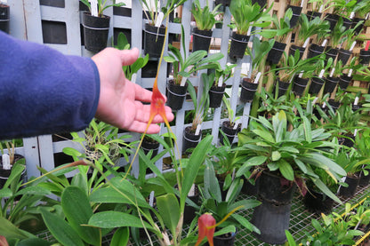 Masdevallia macrura 'Gigantica'