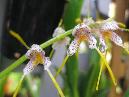 Masdevallia polysticta 'CA' flower close-up
