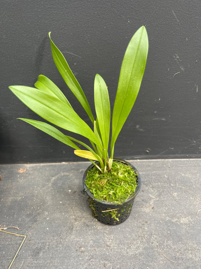 A compact Dracula vampira plant with thin, pleated green leaves, growing in a small pot with sphagnum moss.