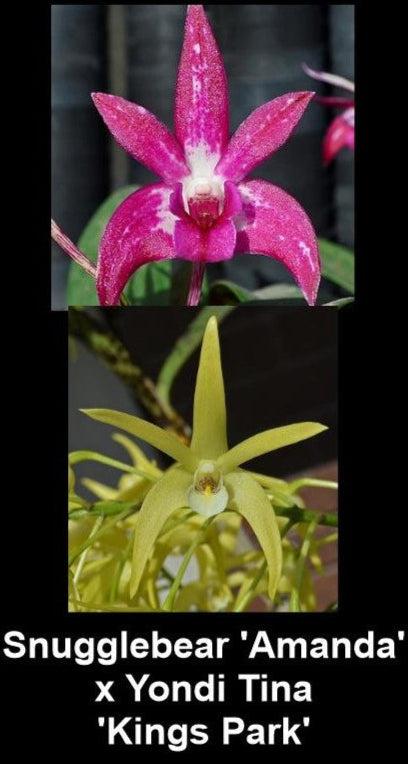 Two orchids, one pink and one yellow, with text indicating a hybrid name.