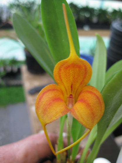 Masdevallia (Angel Frost × caudata 'Cameo' HCC/AOC) flower close-up showing orange-yellow ground colour with red-orange veining and three tails