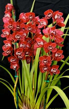 Cymbidium Ruby Valley 'Clare' second flower view showing full presentation