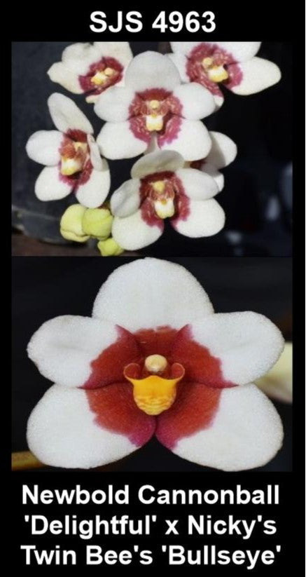 Sarcochilus Newbold Cannonball 'Delightful' × Nicky's Twin Bee's 'Bullseye' parent plants showing pink and spotted colouration — photographs show parent plants