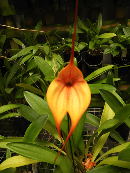 Masdevallia Curacao 'Hamish' FCC/AOC