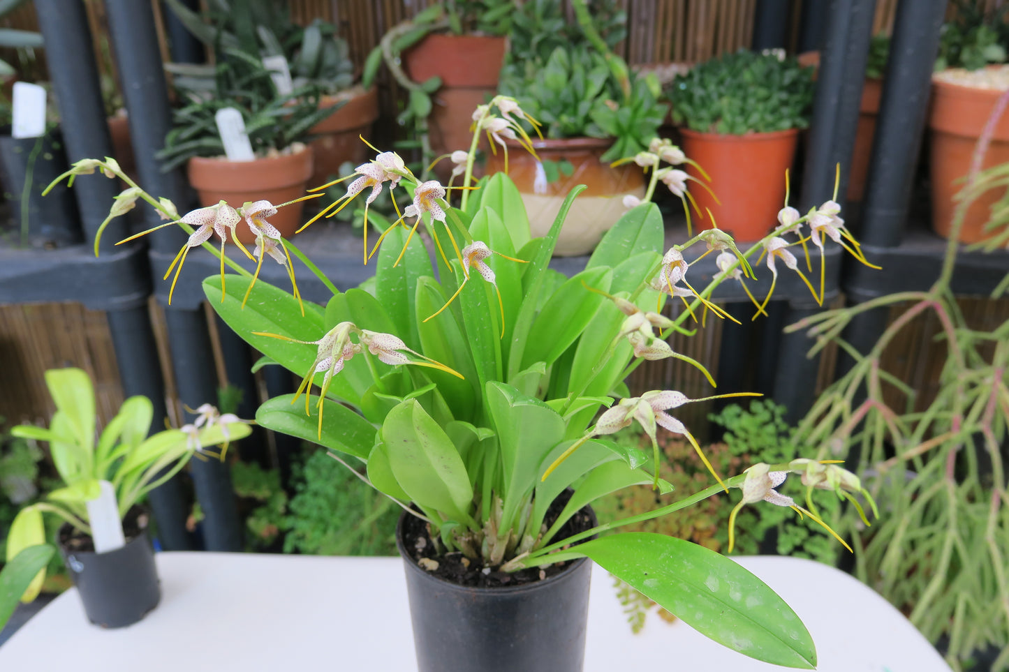Masdevallia polysticta 'CA' raceme with multiple flowers