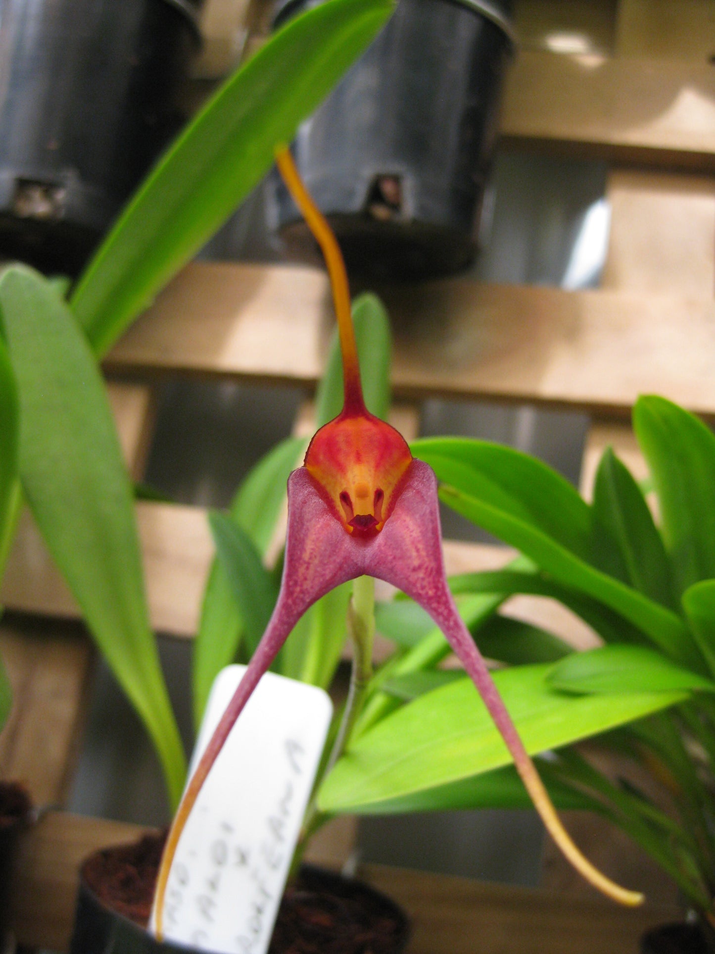Masdevallia (maloi × rolfeana) flower close-up showing magenta-purple lower lobes and red-orange hooded upper section