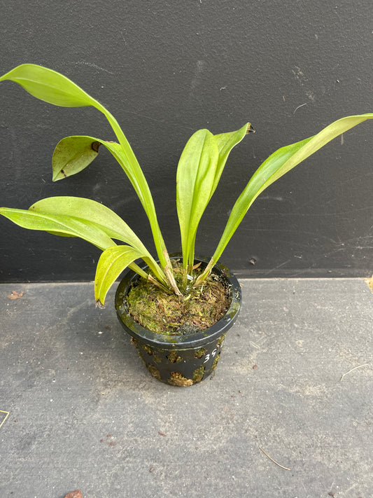 A compact Dracula Sux 'Big Time' plant with thin, pleated leaves, growing in a black nursery pot.