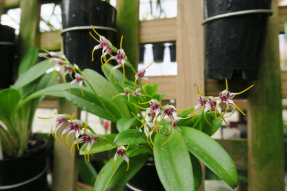 Masdevallia caloptera second flower view