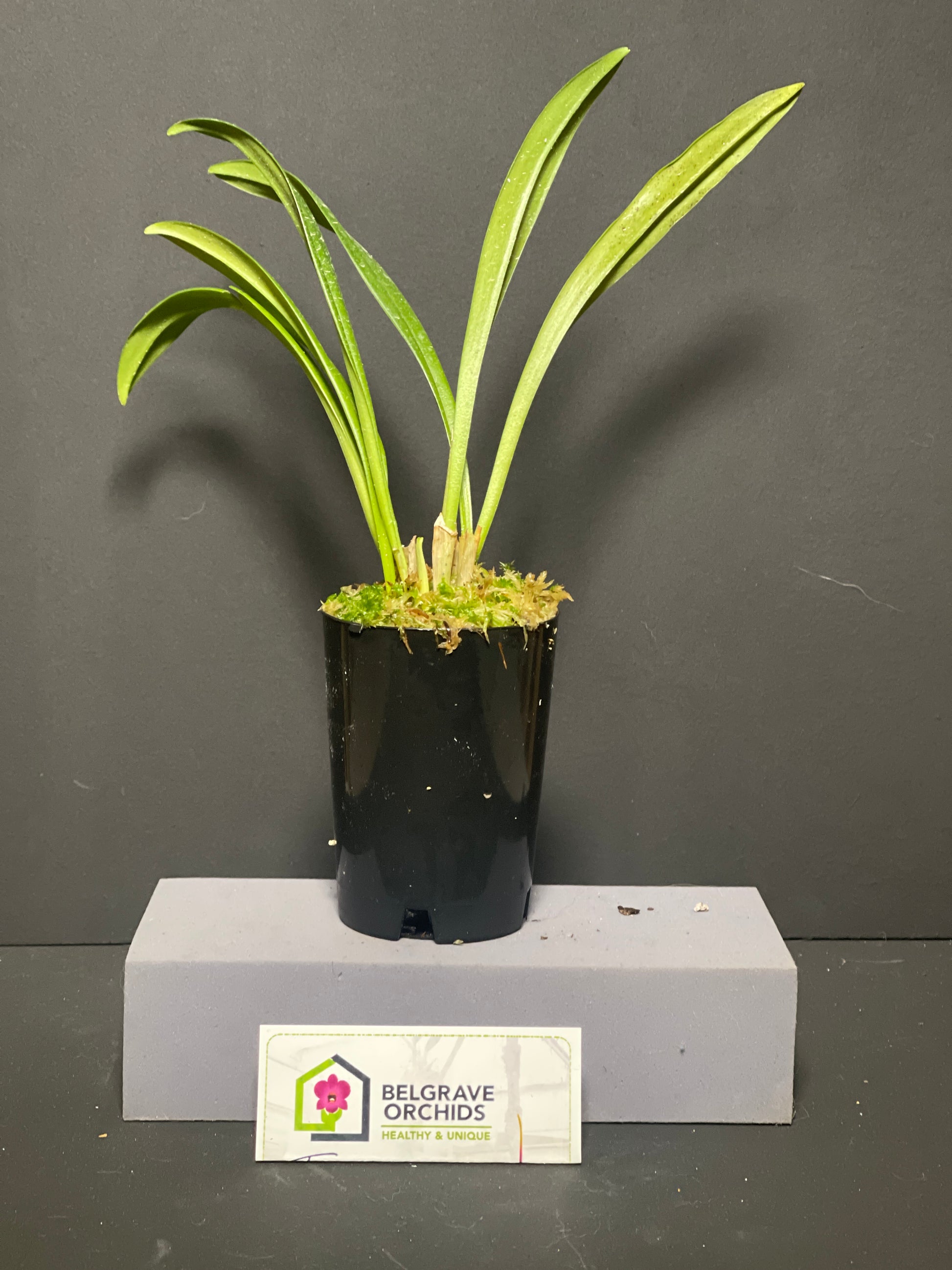 Dracuvallia Fleur 'Ember' plant showing compact upright foliage in cultivation