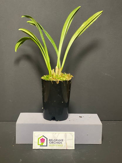 Dracuvallia Fleur 'Ember' plant showing compact upright foliage in cultivation