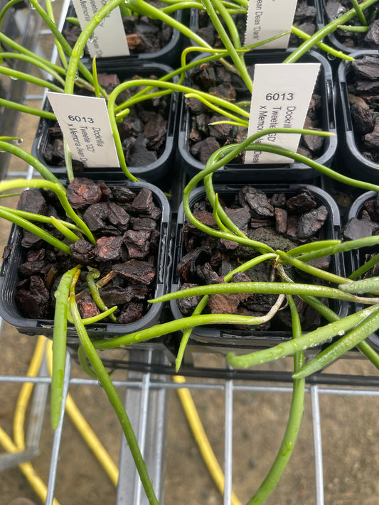Dendrobium Tweetie 'GD' x Memoria Jean Deas 'Dark' (Syn. Dockrillia)