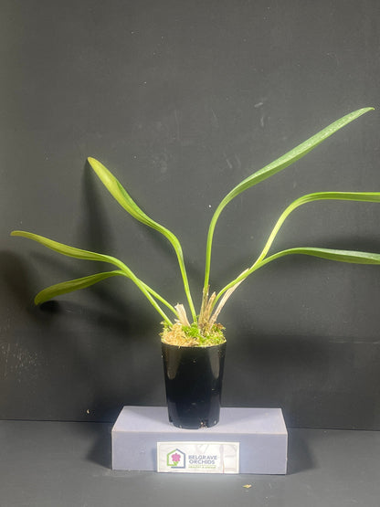 Masdevallia Falcata 'Inferno'