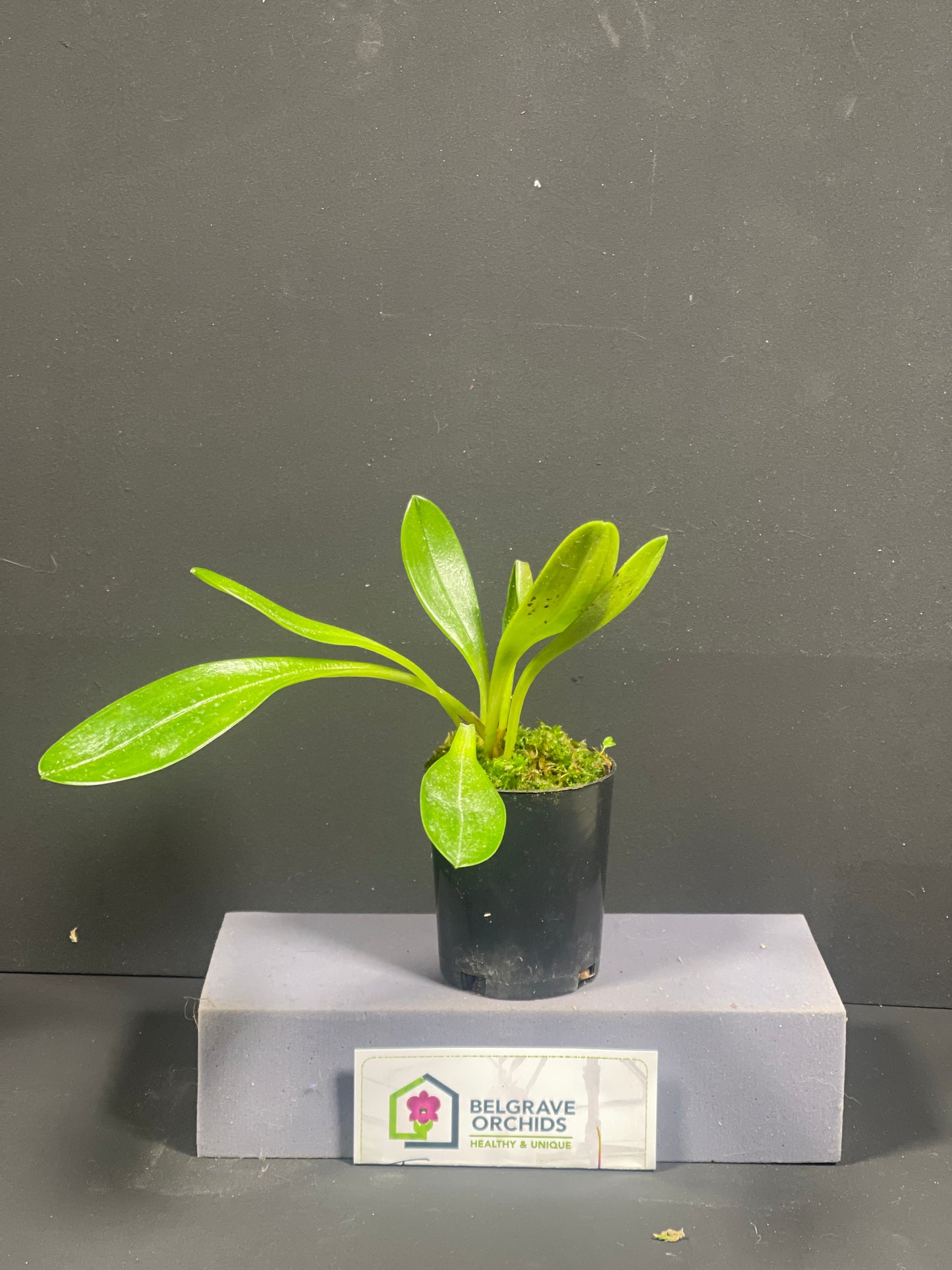 Masdevallia schlimii