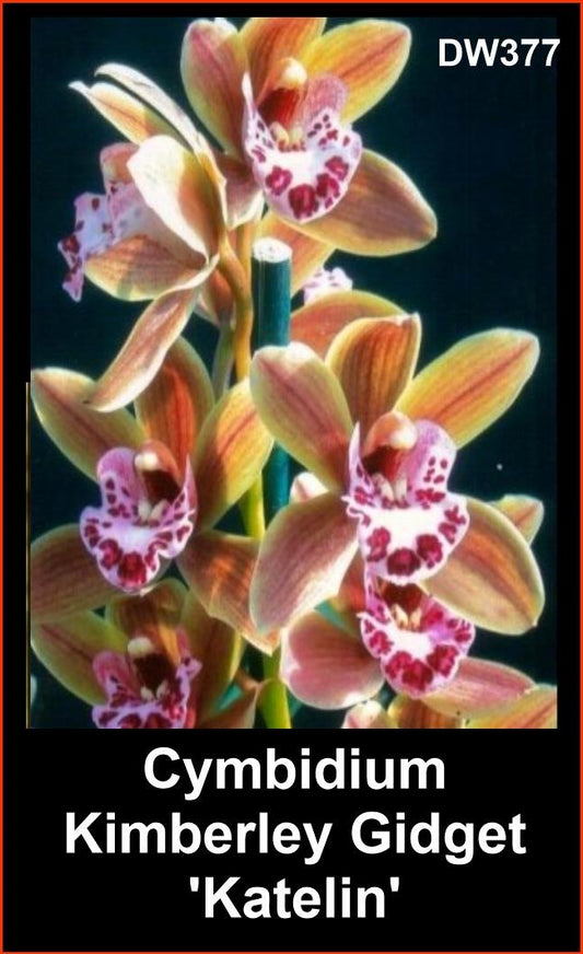 Cymbidium Kimberley Gidget 'Katelin' flower close-up showing miniature Cymbidium colouration
