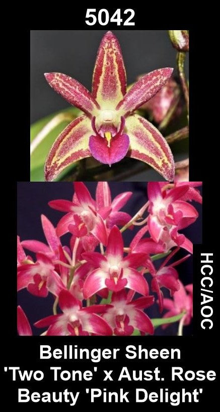 Dendrobium Bellinger Sheen 'Two Tone' x Aust. Rose Beauty 'Pink Delight' HCC/AOC