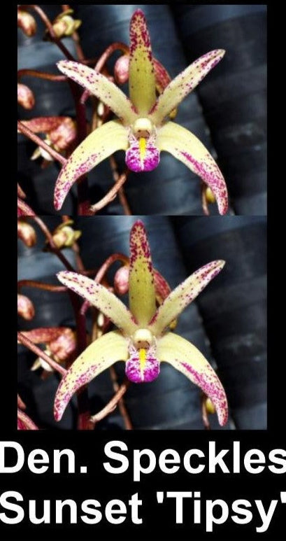 Demdrobium Speckles Sunset ‘Tipsey’