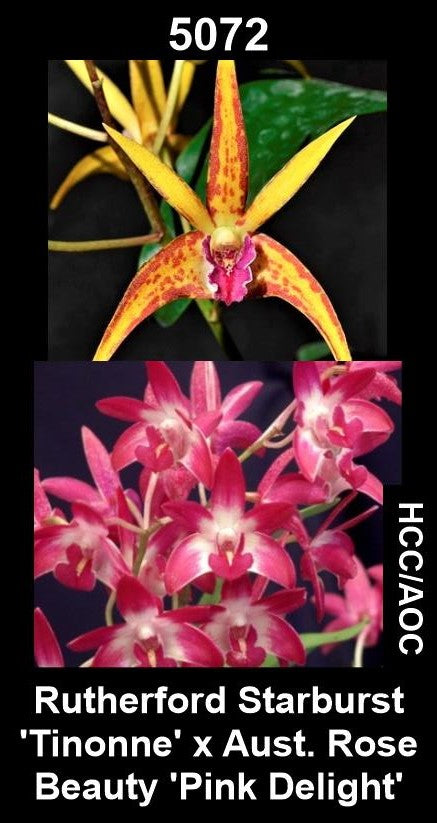 Dendrobium Rutherford Starburst 'Tinoone' x Aust. Rose Beauty 'Pink Delight'