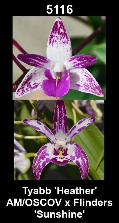 Dendrobium Tyabb 'Heather' AM/OSCOV x Flinders 'Sunshine'