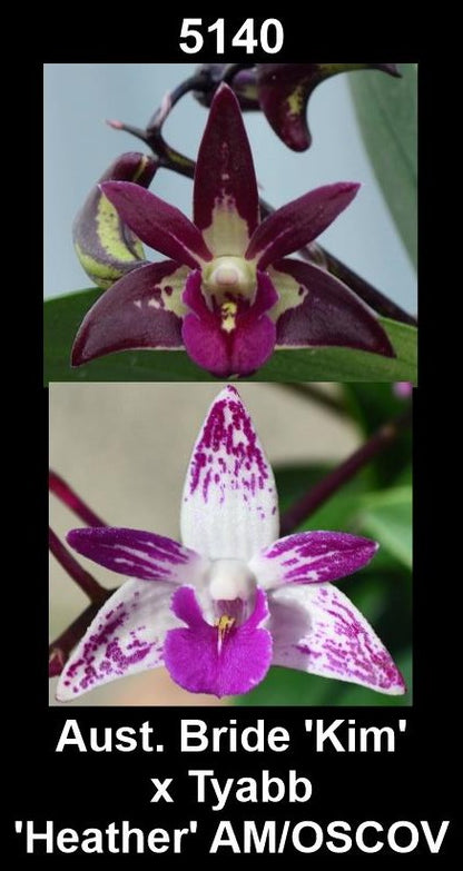 Dendrobium Aust. Bride 'Kim' x Tyabb 'Heather' AM/OSCOV