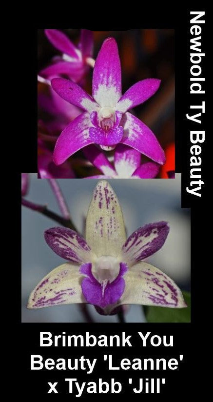 Dendrobium Brimbank You Beauty   ‘Peg’ x Tyabb ‘Jill’