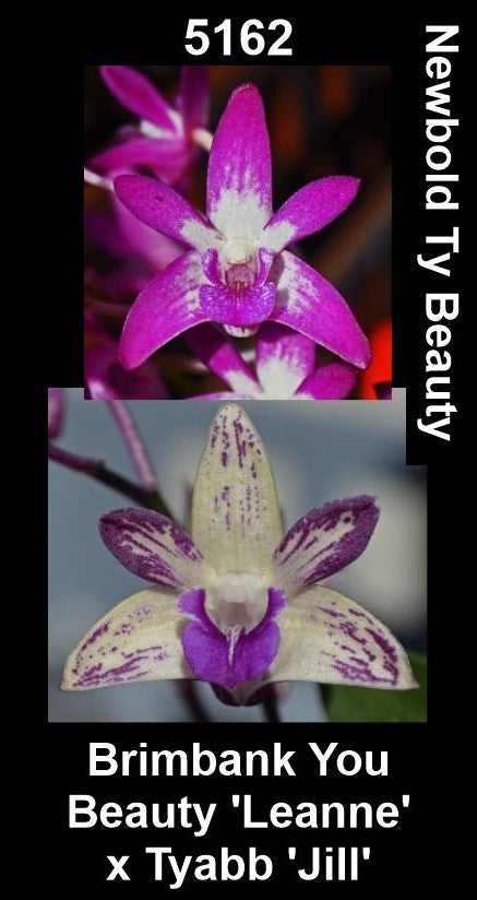 Close-up of two parent flowers. The top flower is fuchsia with a white splash and spotted lip. The bottom is creamy-white with purple speckles and a deep purple lip.</li>