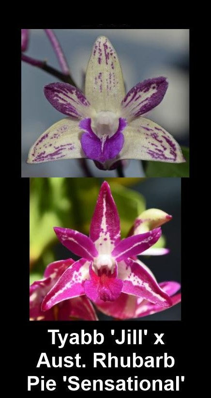 Close-up of two parent flowers. The top flower is creamy-white with purple speckles, and the bottom is a vibrant pink with a white splash and a deep red lip.