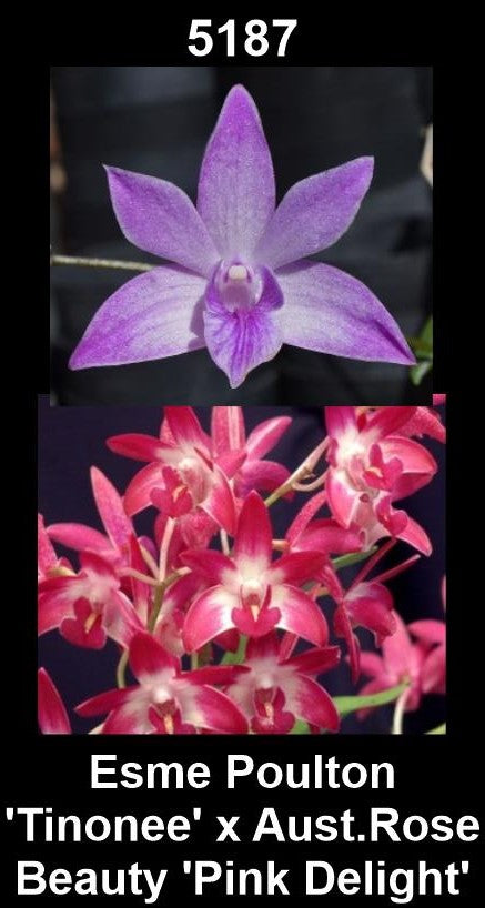 Dendrobium Esme Poulton 'Tinonee' x Aust. Rose Beauty 'Pink Delight'