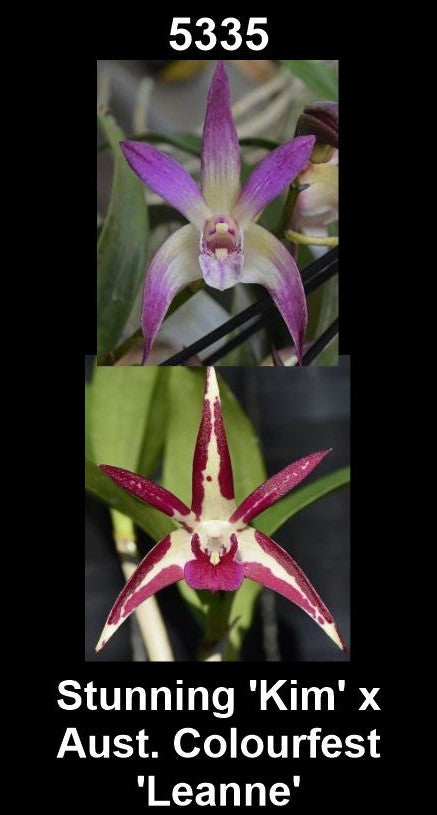 Dendrobium 'Stunning 'Kim' x Aust. Colourfest 'Leanne'