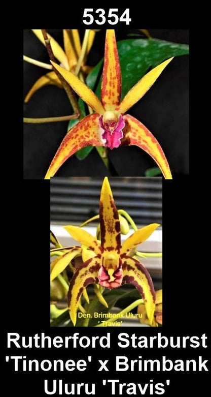Dendrobium Rutherford Starburst 'Tinoonee' x Brimbank Uluru 'Travis'