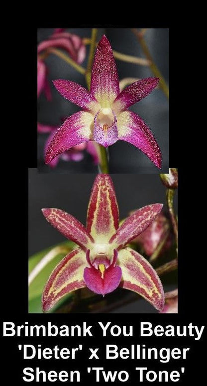Dendrobium Hybrid (You Beauty 'Dieter' x Bellinger Sheen 'Two Tone') - Vibrant Pink & Yellow Orchid