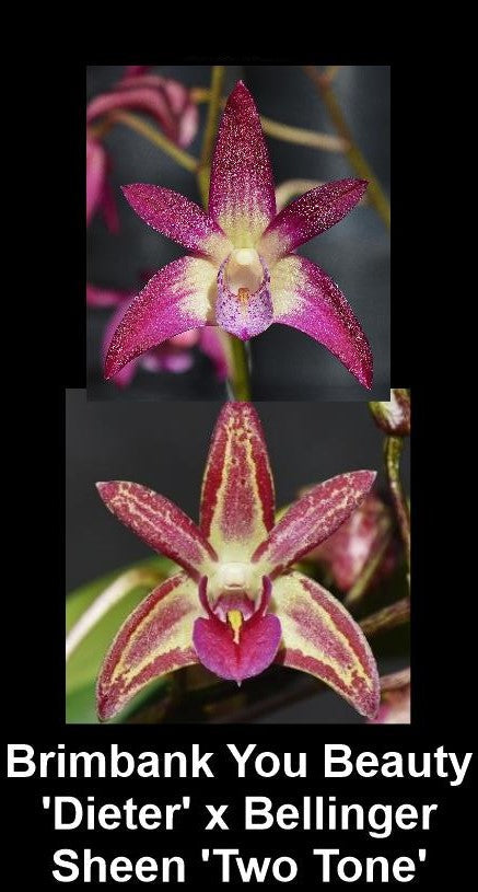 Dendrobium Hybrid (You Beauty 'Dieter' x Bellinger Sheen 'Two Tone') - Vibrant Pink & Yellow Orchid
