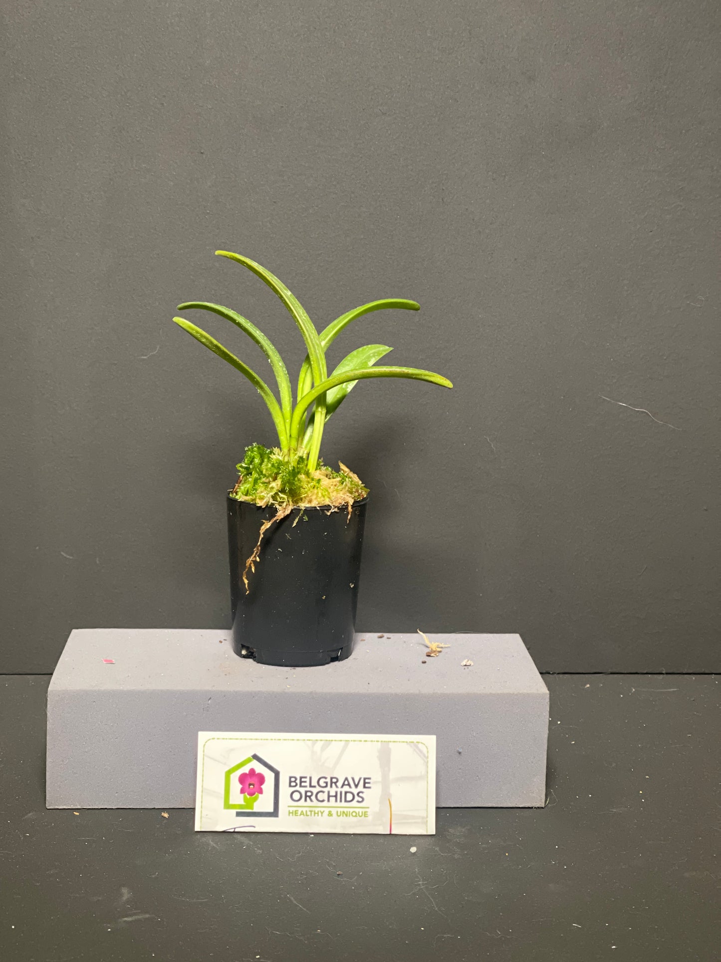 Masdevallia coriacea 'Red Baron' plant showing compact upright foliage in cultivation