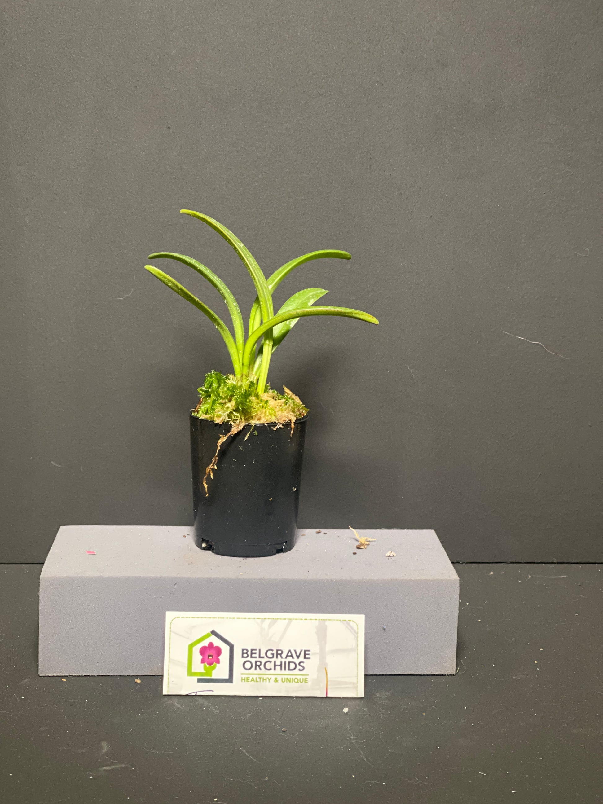 Masdevallia coriacea 'Red Baron' plant showing compact upright foliage in cultivation