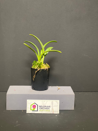 Masdevallia coriacea 'Red Baron' plant showing compact upright foliage in cultivation