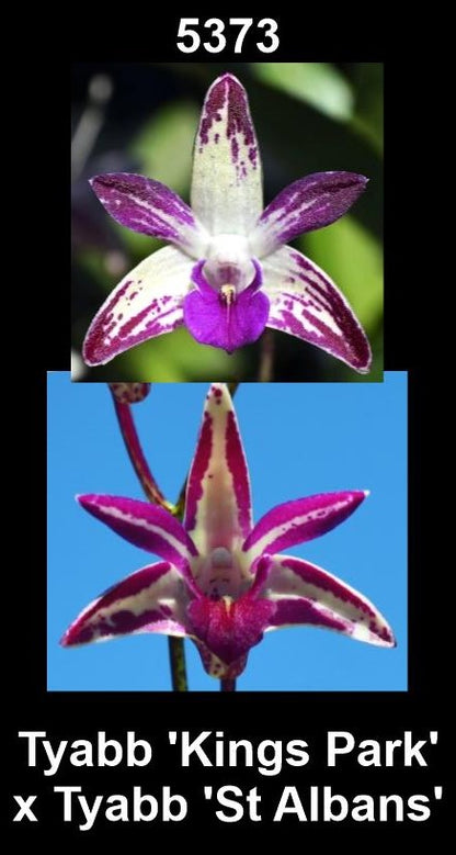 Dendrobium Tyabb 'Kings Park' x Tyabb 'St Albans'