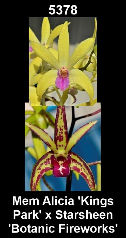 Dendrobium 'Mem Alicia 'Kings Park' x Starsheen 'Botanic Fireworks''