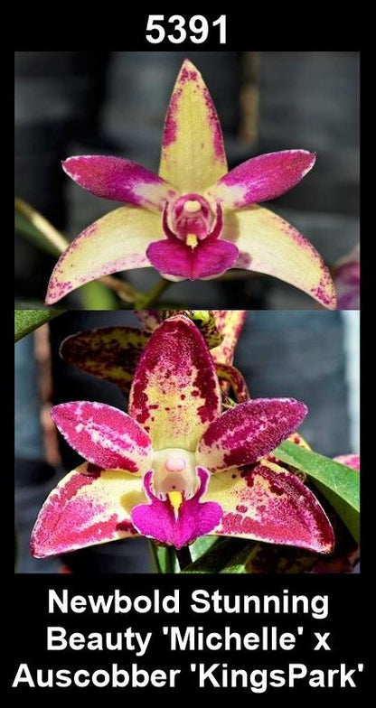 Dendrobium 'Newbold Stunning Beauty 'Michelle' x Auscobber 'KingsPark''