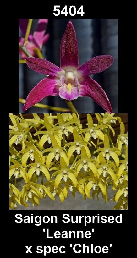 Dendrobium Saigon Surprised 'Leanne' x spec 'Chloe'